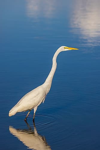 Great egret in wetland, Marion County, Illinois. Art Print